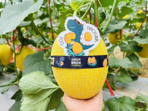 恐龙蛋哈密瓜2个礼盒装7斤 商品图6