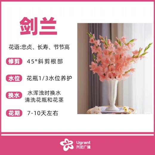 剑兰（束） 商品图0