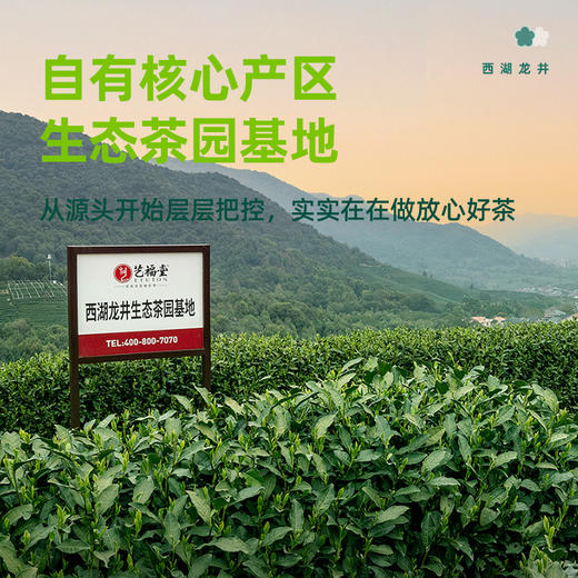 【2025新茶】艺福堂特级正宗西湖龙井茶50g 明前头采茶 商品图4