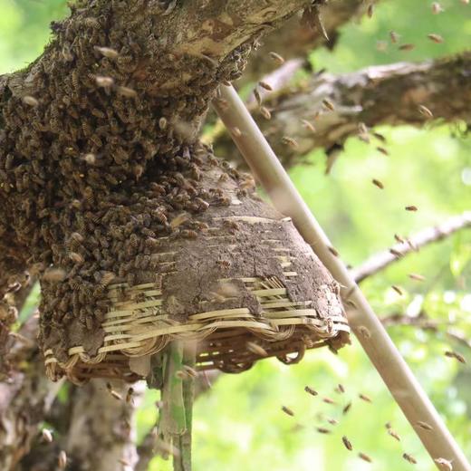 秦岭古法本草花蜜 商品图3