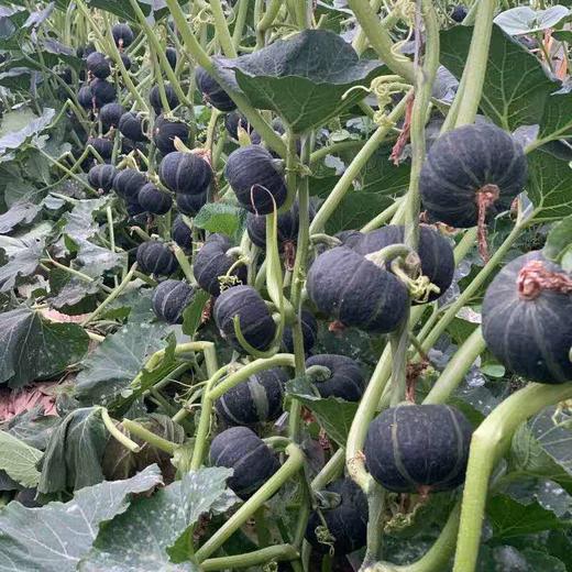 甜果源源 贝贝南瓜 商品图3