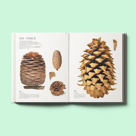 《世界上不可思议的果实种子图鉴》 商品图2