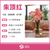 朱顶红（束） 商品缩略图0