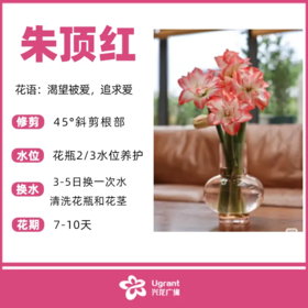 朱顶红（束）