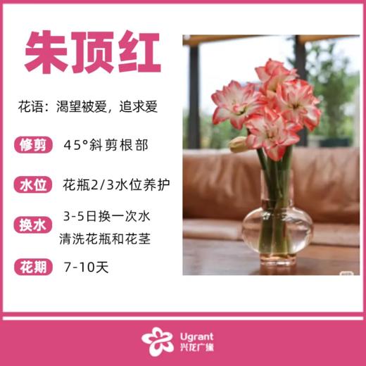 朱顶红（束） 商品图0