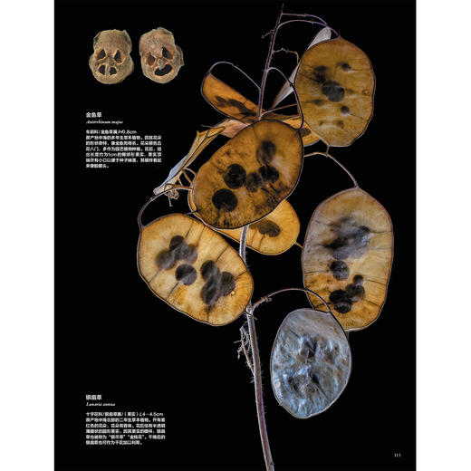 《世界上不可思议的果实种子图鉴》 商品图5