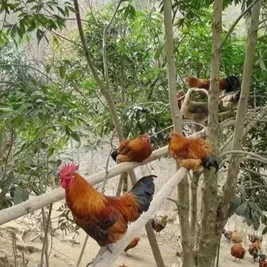 千岛湖高山土鸡 商品图4