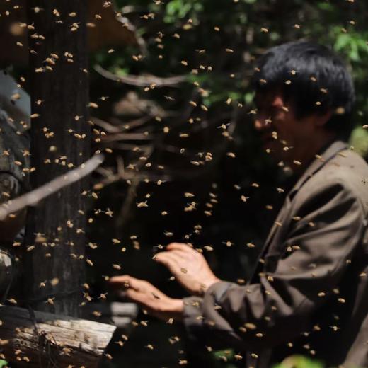 秦岭古法本草花蜜 商品图1