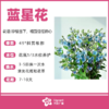 蓝星花（束） 商品缩略图0