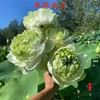 配花 | 荷花至高无上（外瓣掉瓣不售后，介意慎拍） 商品缩略图0