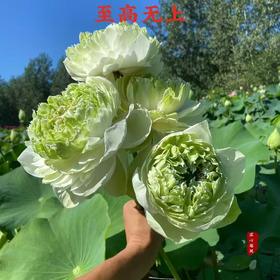 配花 | 荷花至高无上（外瓣掉瓣不售后，介意慎拍）