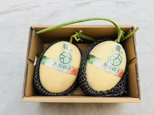 新东方娇子哈密瓜2粒礼盒装 商品图1