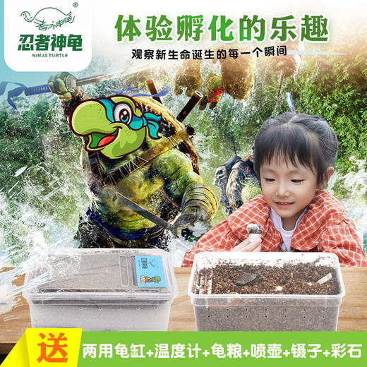忍者神龟DIY孵化套装  亲手孵化小乌龟，一站式养成体验，科普教育，亲子互动 商品图1