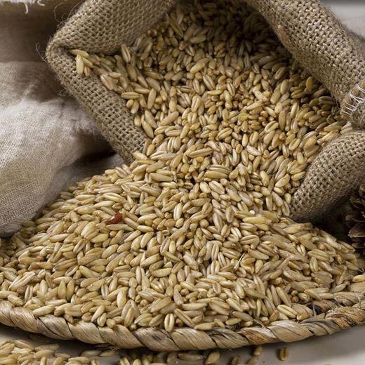 【安第斯藜】燕麦米500g/包*2袋颗粒饱满麦香浓郁 商品图1