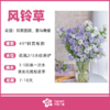 风铃草（束） 商品缩略图0