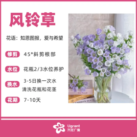 风铃草（束）