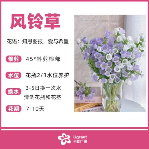 风铃草（束） 商品图0