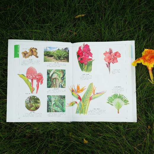 《世界百科全书大百科：博物大百科》 商品图3