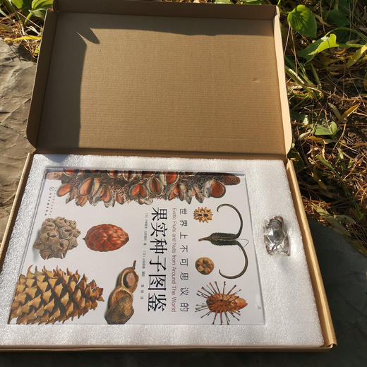 《世界上不可思议的果实种子图鉴》 商品图13