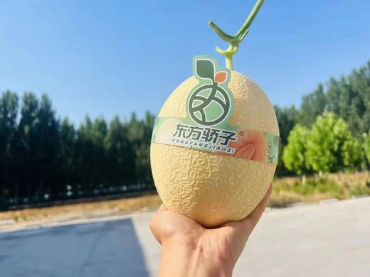 新东方娇子哈密瓜2粒礼盒装 商品图0