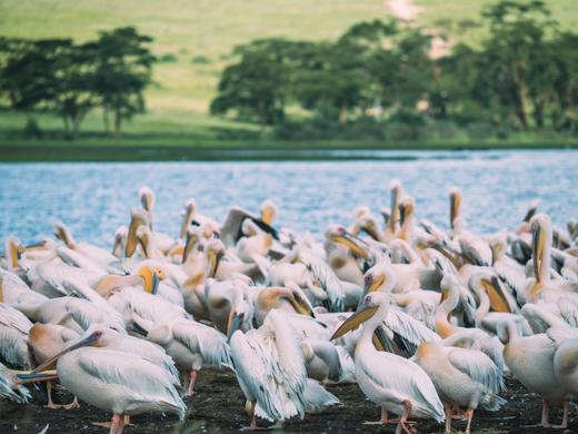 猎影东非｜非洲 肯尼亚游猎 追寻野生动物8日之旅 商品图7