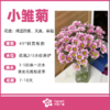 小雏菊（花束颜色随机） 商品缩略图0