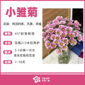 小雏菊（花束颜色随机）