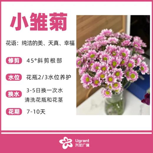 小雏菊（花束颜色随机） 商品图0
