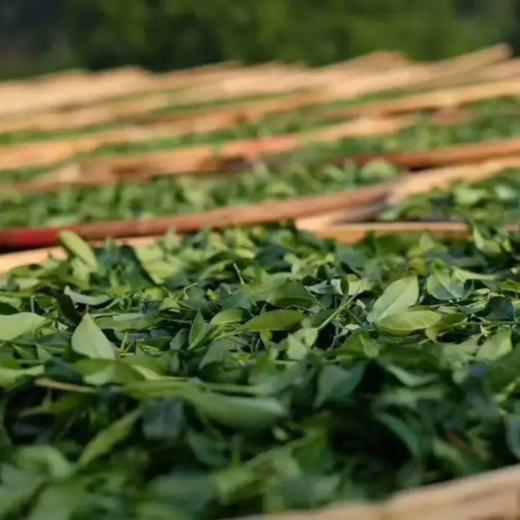 云南凤庆滇红 1939滇红I号 商品图2