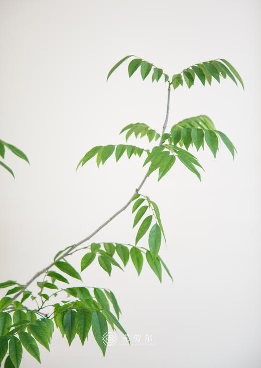 黄花梨 商品图2