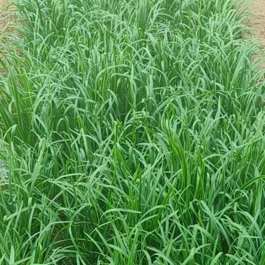 鸿翠园 有机韭菜 商品图1