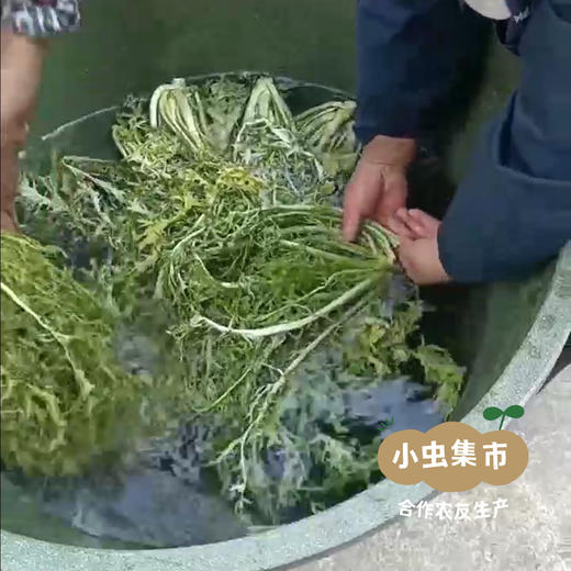 生态梅干菜 250g/袋 | 合作农友生产，产自杭州天目山，生产者：潘新梅 &【公平贸易农人定价】 商品图11