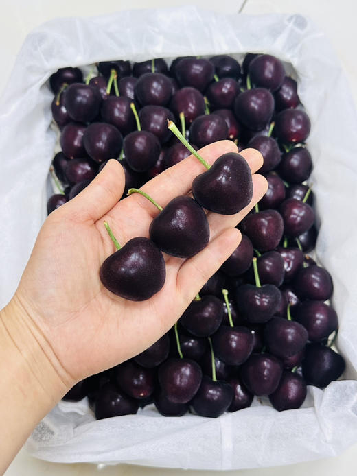 吉塞拉 大樱桃 商品图6