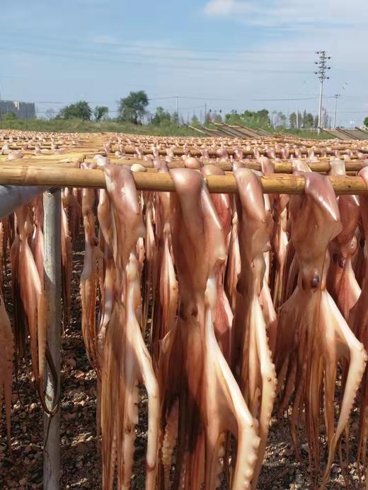 广东潮州杨栈记章鱼250g/袋 商品图4