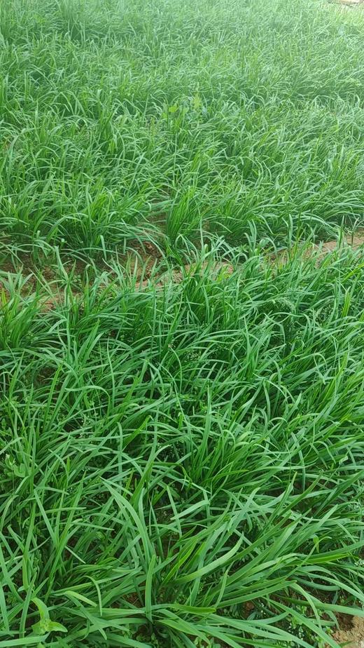 鸿翠园 有机韭菜 商品图3