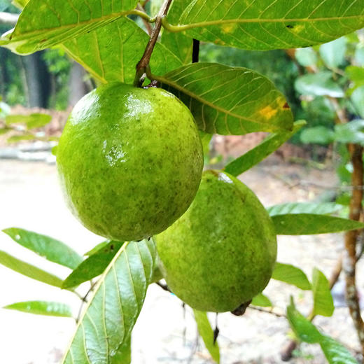 红心芭乐番石榴 8斤原箱 商品图0