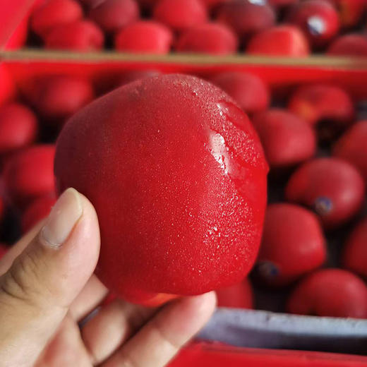 节日送礼优选新西兰红玫瑰苹果12头礼盒装3.8-4斤 商品图3