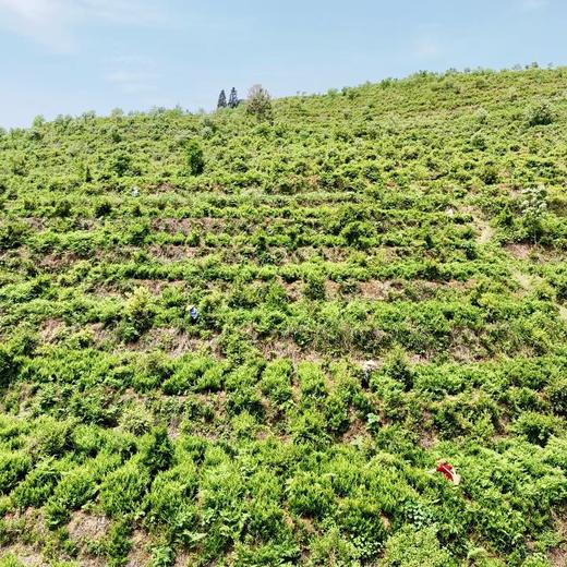 010张家界莓茶 特级芽尖  黄酮含量丰富 老少皆宜 欧盟品质 大众价格 商品图5