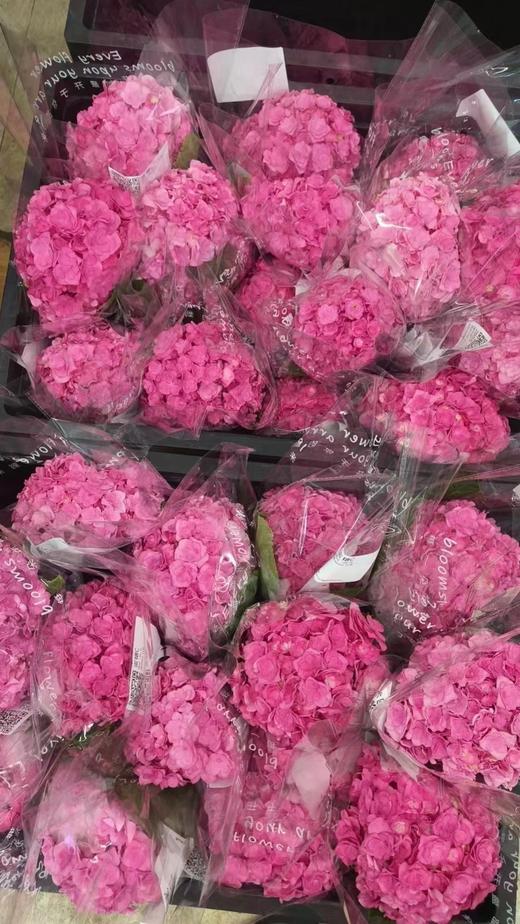 国产重瓣绣球花蜜糖1枝 商品图4