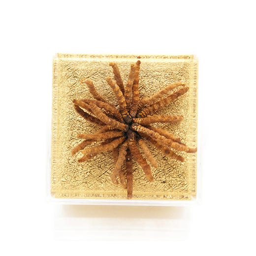 【华润堂】冬虫夏草 20g  2200条/公斤 商品图3