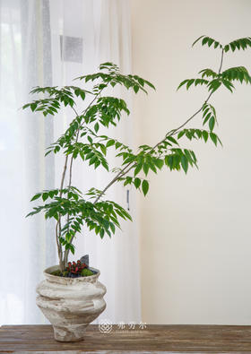 黄花梨