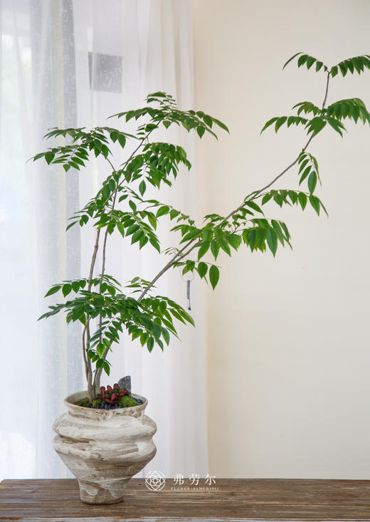 黄花梨 商品图0