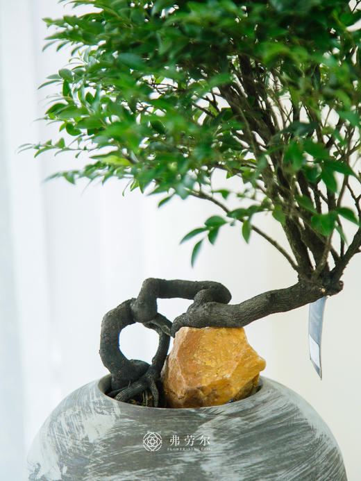 提根紫檀 商品图2