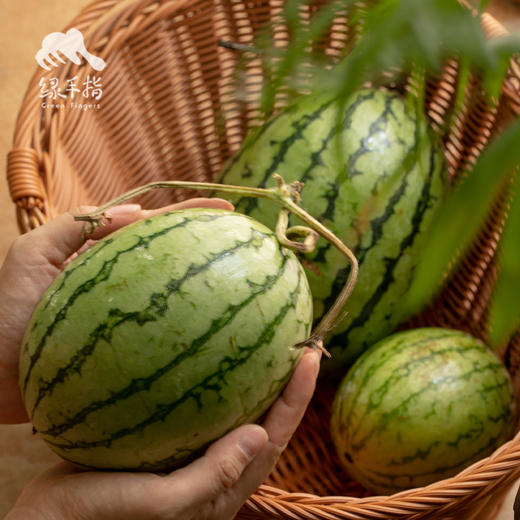 有机西瓜   | 合作生产 *Organic Watermelon| Coproduction 商品图2