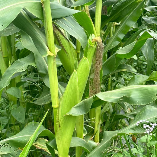 【4月15日前下单的赠送1斤 拍4.5斤到手5.5斤，拍10斤到手11斤 一件包邮】有机黄甜玉米 | 惠州六亩园 商品图2