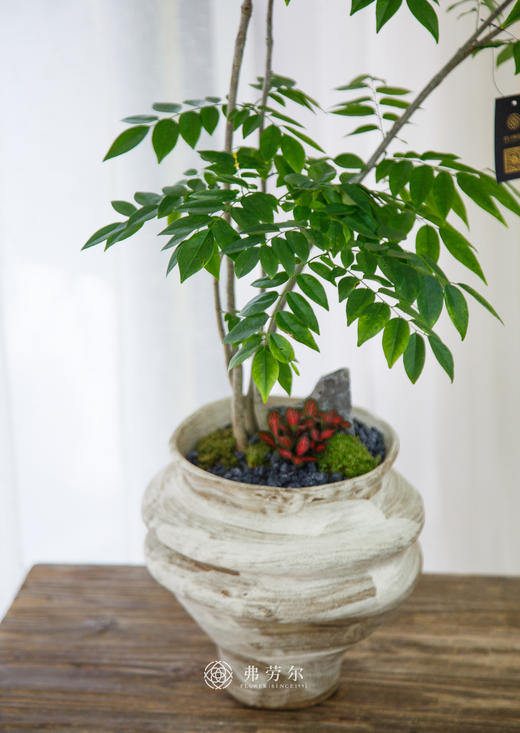 黄花梨 商品图1