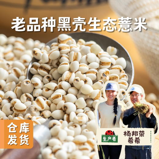 老品种黑壳生态薏米 500g/袋 | 合作农友生产，来自贵州黎平洋洞村，生产者：杨邦荣 ＆【公平贸易农人定价】 商品图0
