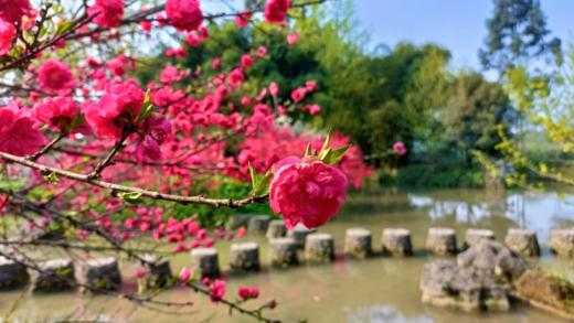 【蒲江-559号院】5房明月村田园风温馨小院，附近可采茶、采摘、漂流、耍水qxys 商品图7