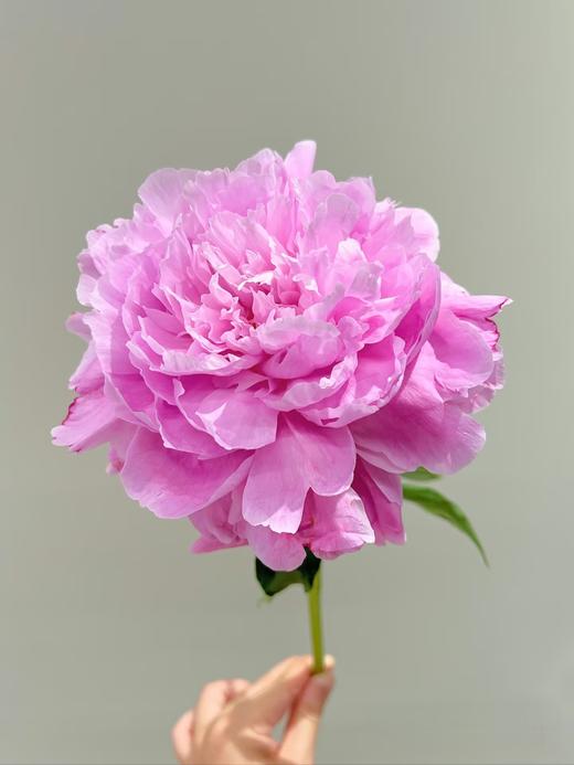 A级晴雯芍药花热卖 商品图2