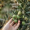 晟麦 特级初榨橄榄油 喷雾款 220ml/瓶 商品缩略图1